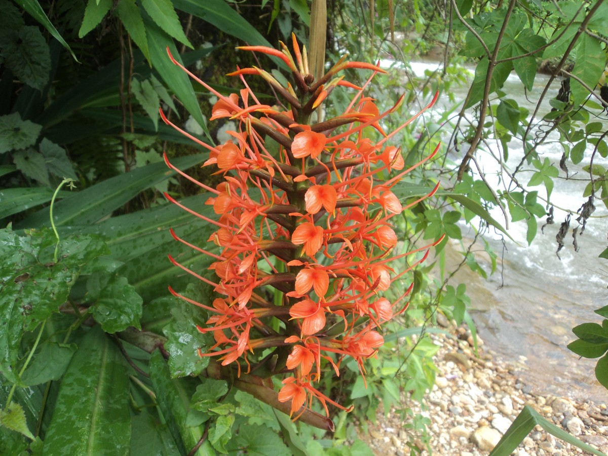 Hedychium coccineum Buch.-Ham. ex Sm.